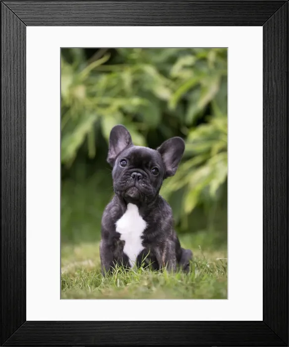 Framed Print : Picture No. 11770455 Framed Print : Picture No. 11770455