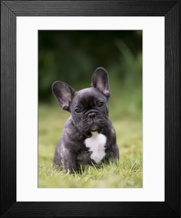 Framed Print : Picture No. 11770456 Framed Print : Picture No. 11770456