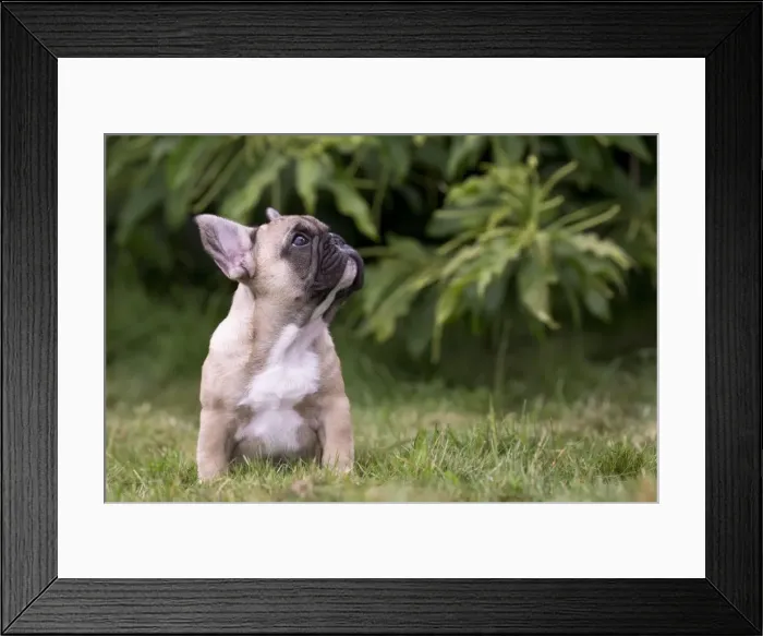 Framed Print : Picture No. 11770459 Framed Print : Picture No. 11770459
