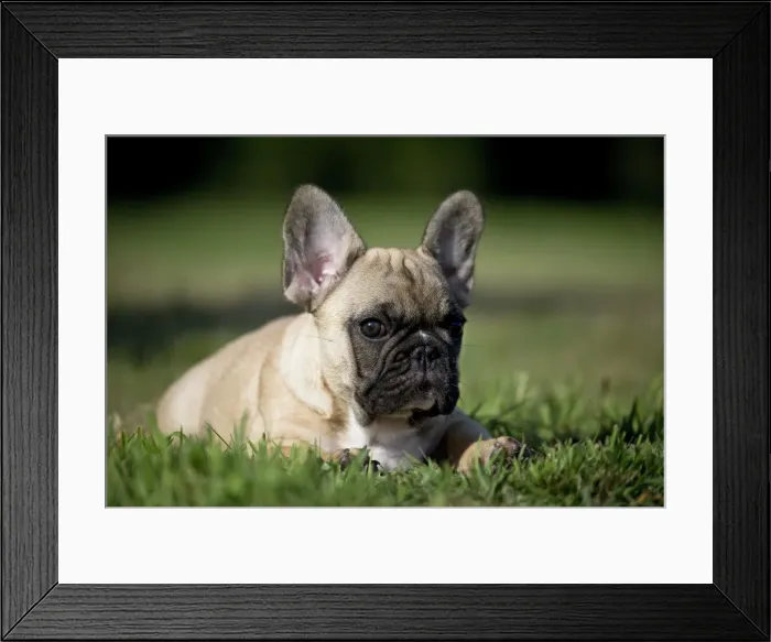 Framed Print : Picture No. 11770460 Framed Print : Picture No. 11770460