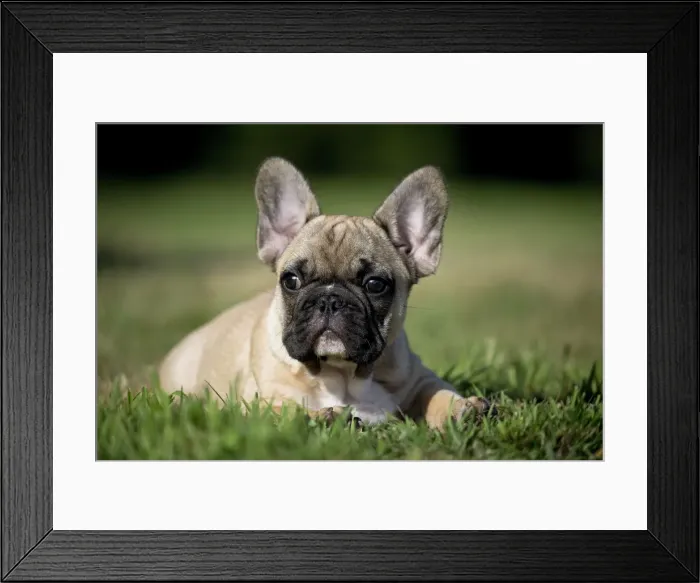 Framed Print : Picture No. 11770461 Framed Print : Picture No. 11770461