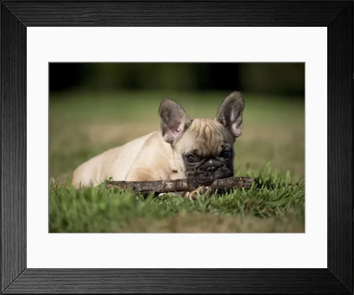 Framed Print : Picture No. 11770462 Framed Print : Picture No. 11770462