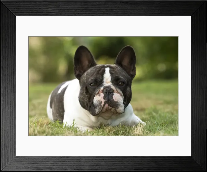 Framed Print : Picture No. 11770463 Framed Print : Picture No. 11770463