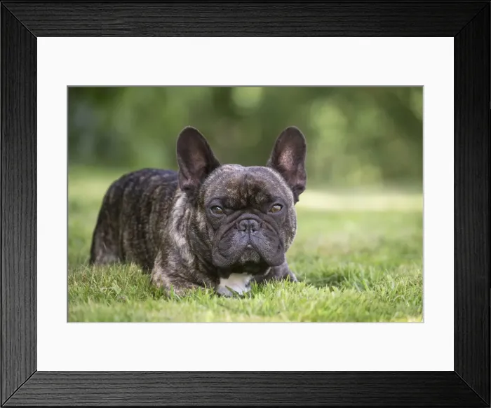 Framed Print : Picture No. 11770464 Framed Print : Picture No. 11770464