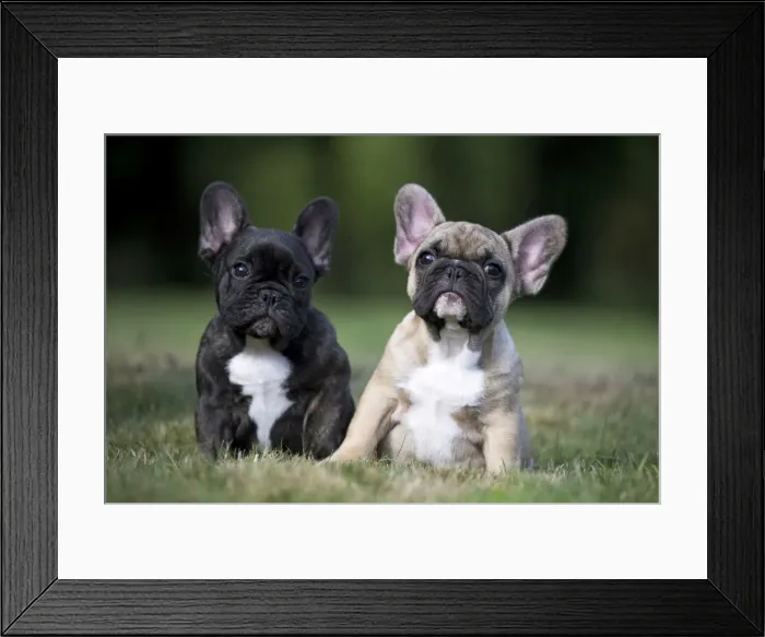 Framed Print : Picture No. 11770466 Framed Print : Picture No. 11770466