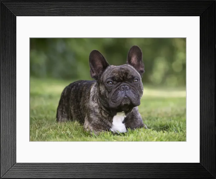 Framed Print : Picture No. 11770465 Framed Print : Picture No. 11770465