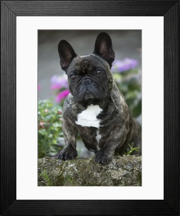 Framed Print : Picture No. 11770468 Framed Print : Picture No. 11770468