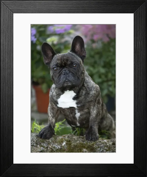 Framed Print : Picture No. 11770469 Framed Print : Picture No. 11770469