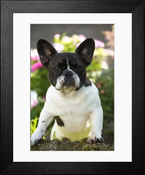 Framed Print : Picture No. 11770470 Framed Print : Picture No. 11770470