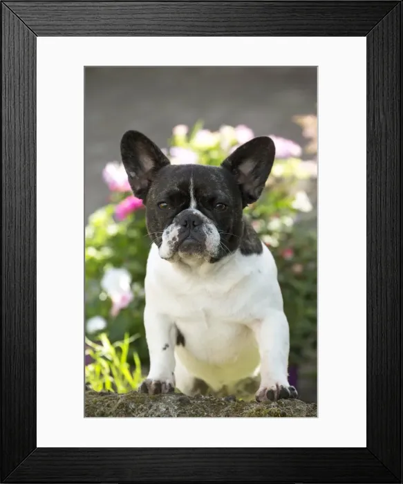 Framed Print : Picture No. 11770471 Framed Print : Picture No. 11770471