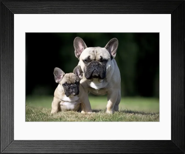 Framed Print : Picture No. 11770472 Framed Print : Picture No. 11770472