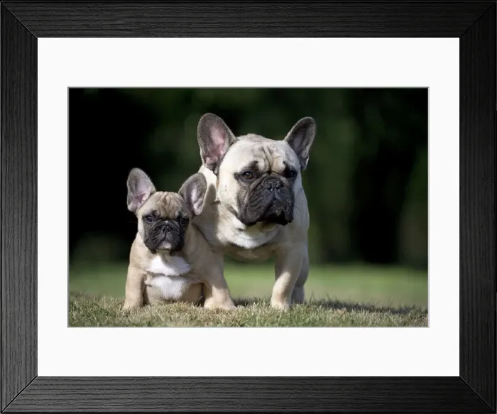 Framed Print : Picture No. 11770473 Framed Print : Picture No. 11770473