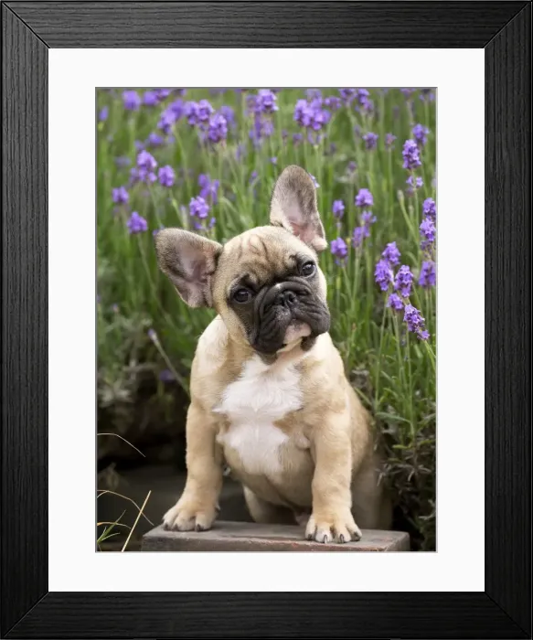 Framed Print : Picture No. 11770474 Framed Print : Picture No. 11770474