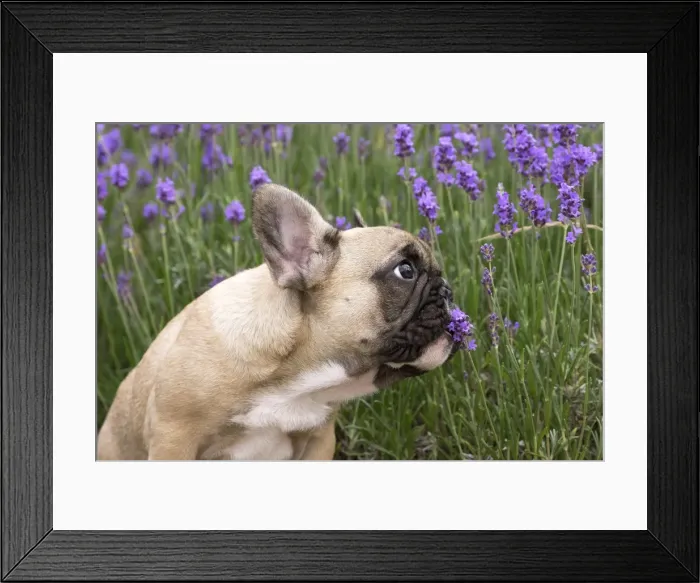 Framed Print : Picture No. 11770475 Framed Print : Picture No. 11770475