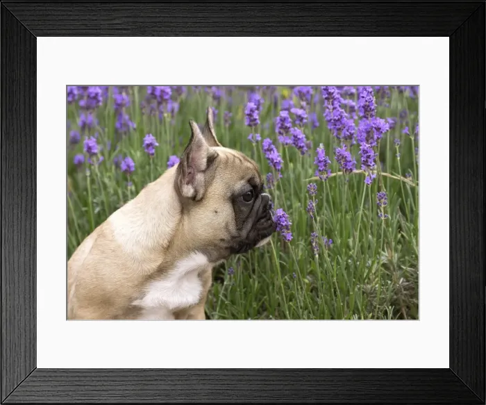 Framed Print : Picture No. 11770476 Framed Print : Picture No. 11770476