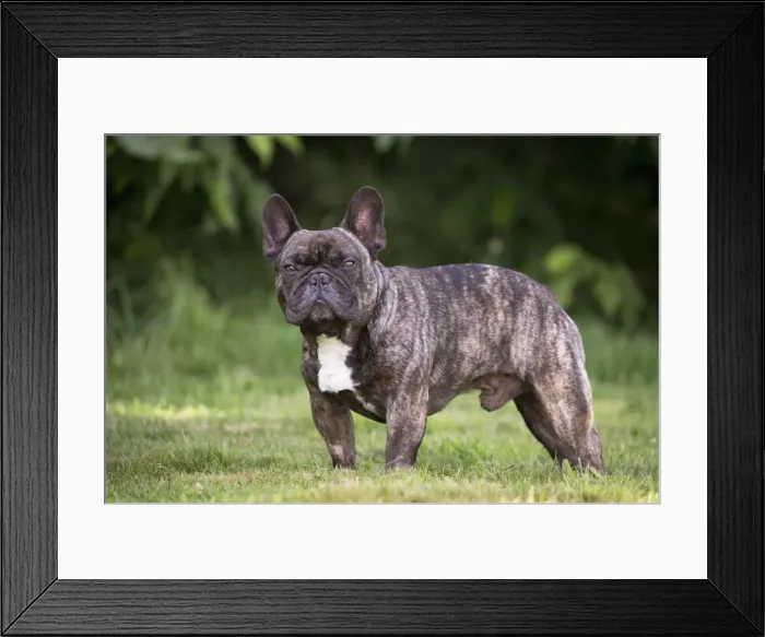 Framed Print : Picture No. 11770477 Framed Print : Picture No. 11770477