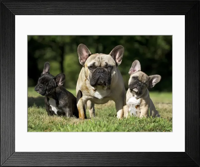 Framed Print : Picture No. 11770478 Framed Print : Picture No. 11770478