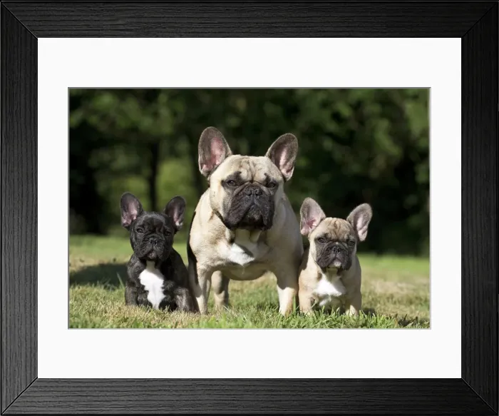 Framed Print : Picture No. 11770479 Framed Print : Picture No. 11770479