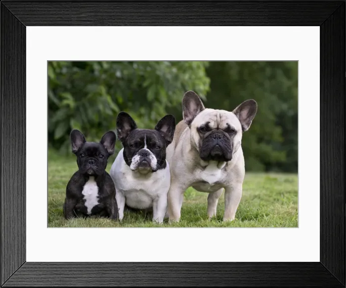 Framed Print : Picture No. 11770480 Framed Print : Picture No. 11770480