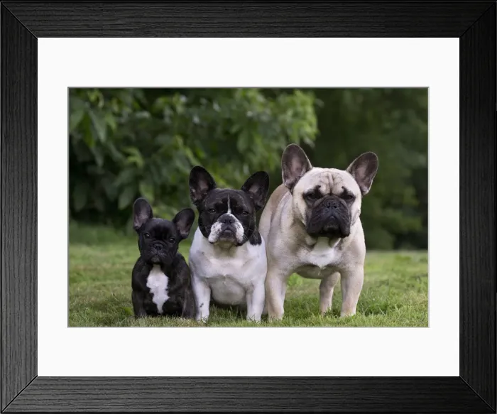 Framed Print : Picture No. 11770481 Framed Print : Picture No. 11770481
