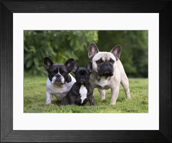 Framed Print : Picture No. 11770482 Framed Print : Picture No. 11770482