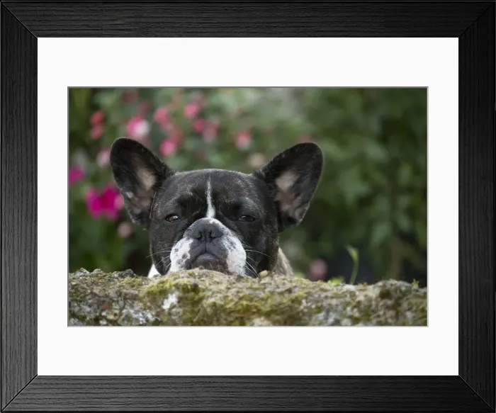 Framed Print : Picture No. 11770483 Framed Print : Picture No. 11770483