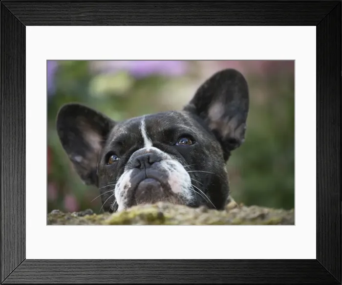 Framed Print : Picture No. 11770484 Framed Print : Picture No. 11770484