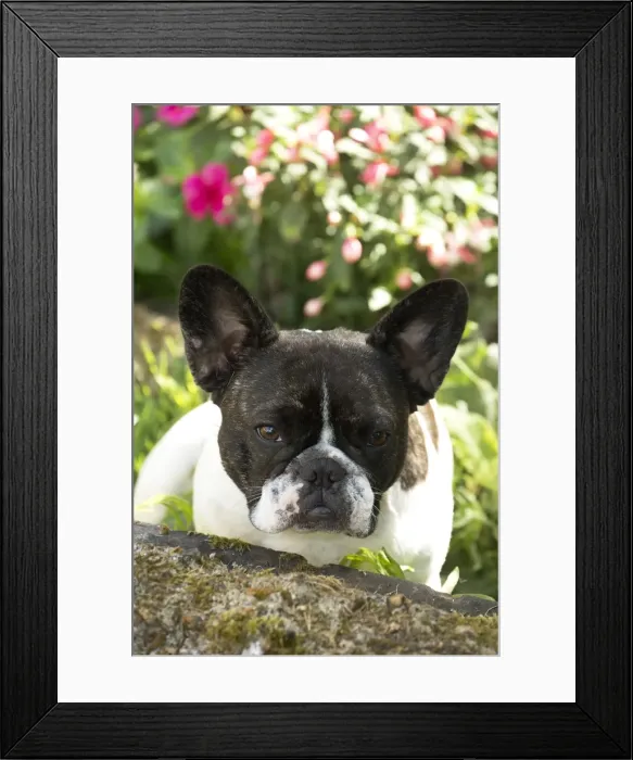 Framed Print : Picture No. 11770485 Framed Print : Picture No. 11770485