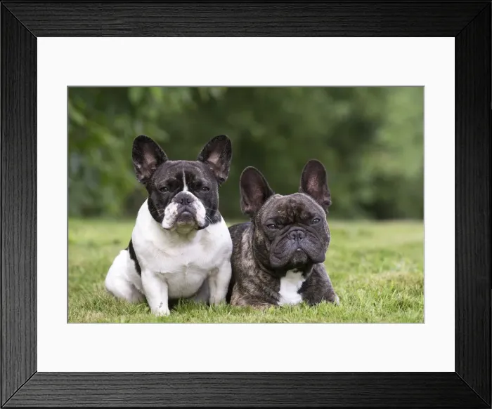 Framed Print : Picture No. 11770487 Framed Print : Picture No. 11770487
