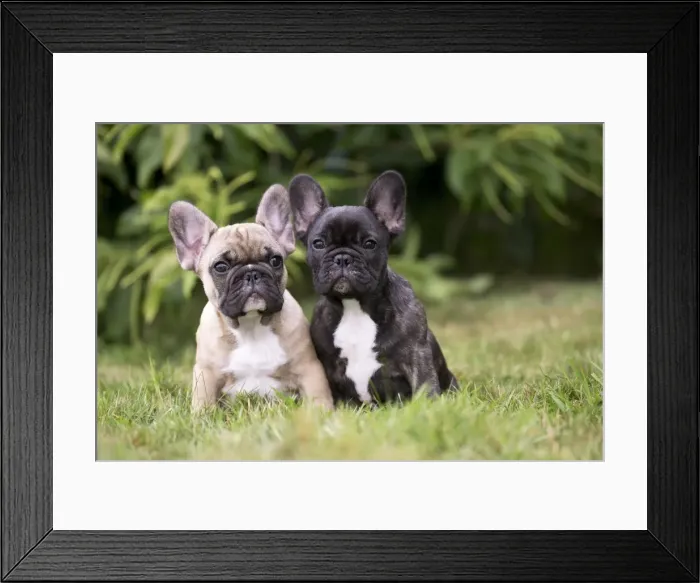 Framed Print : Picture No. 11770488 Framed Print : Picture No. 11770488