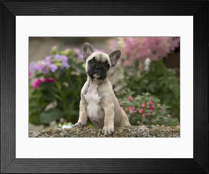 Framed Print : Picture No. 11770489 Framed Print : Picture No. 11770489