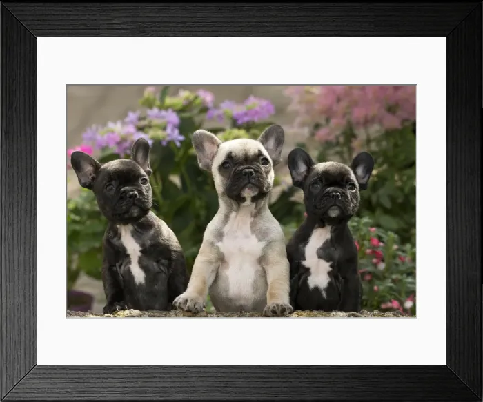 Framed Print : Picture No. 11770490 Framed Print : Picture No. 11770490