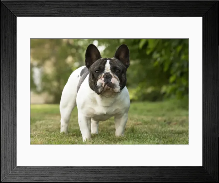 Framed Print : Picture No. 11770491 Framed Print : Picture No. 11770491
