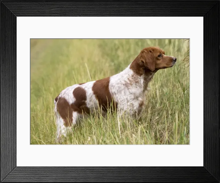 Framed Print : Picture No. 11770493 Framed Print : Picture No. 11770493
