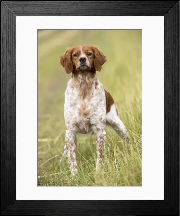 Framed Print : Picture No. 11770495 Framed Print : Picture No. 11770495