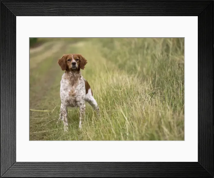 Framed Print : Picture No. 11770496 Framed Print : Picture No. 11770496