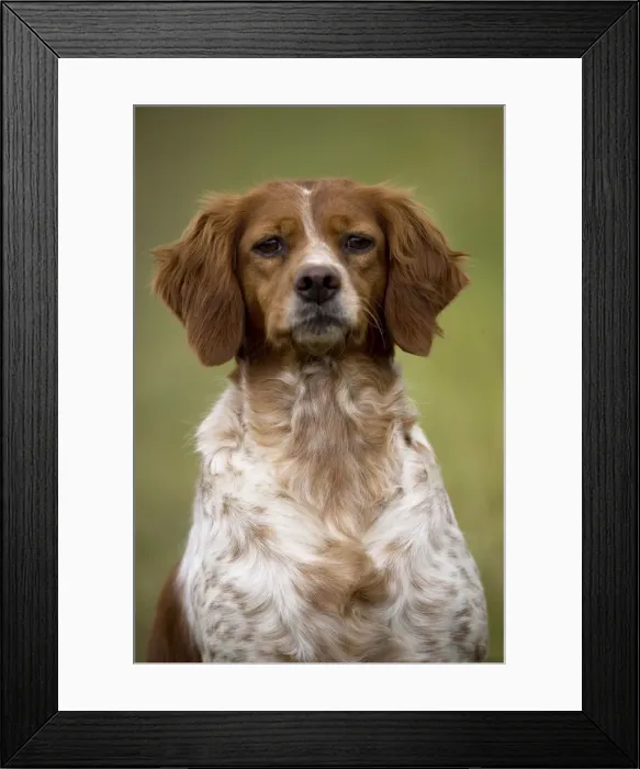 Framed Print : Picture No. 11770497 Framed Print : Picture No. 11770497