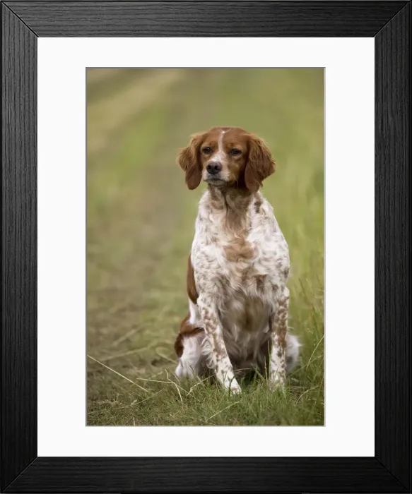 Framed Print : Picture No. 11770498 Framed Print : Picture No. 11770498