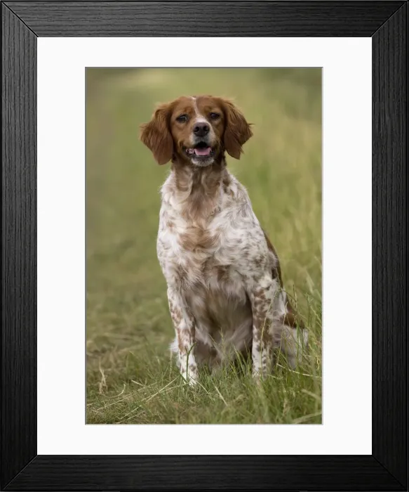 Framed Print : Picture No. 11770499 Framed Print : Picture No. 11770499