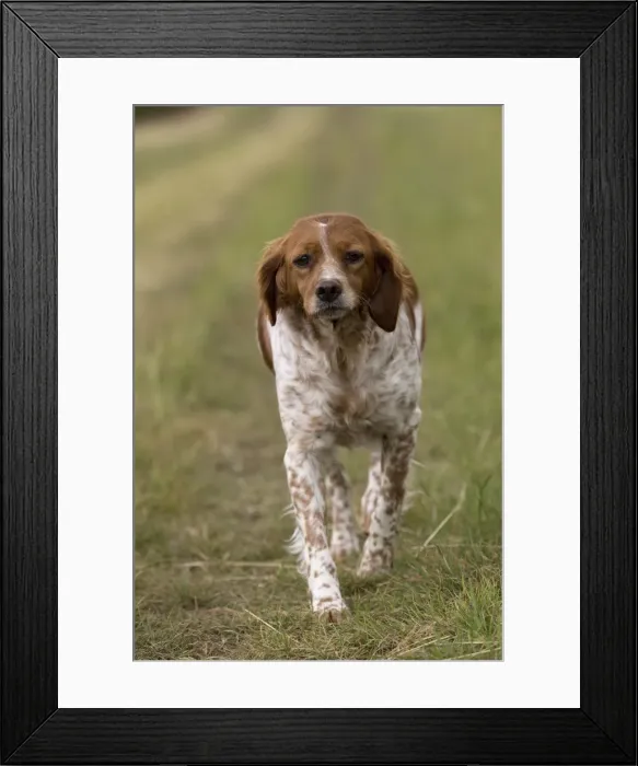 Framed Print : Picture No. 11770500 Framed Print : Picture No. 11770500