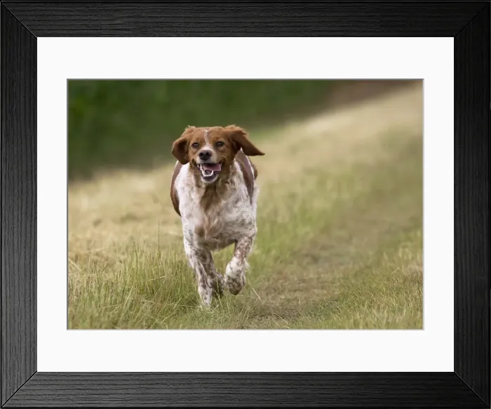 Framed Print : Picture No. 11770501 Framed Print : Picture No. 11770501
