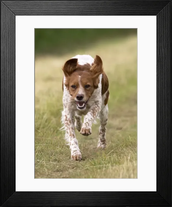 Framed Print : Picture No. 11770502 Framed Print : Picture No. 11770502