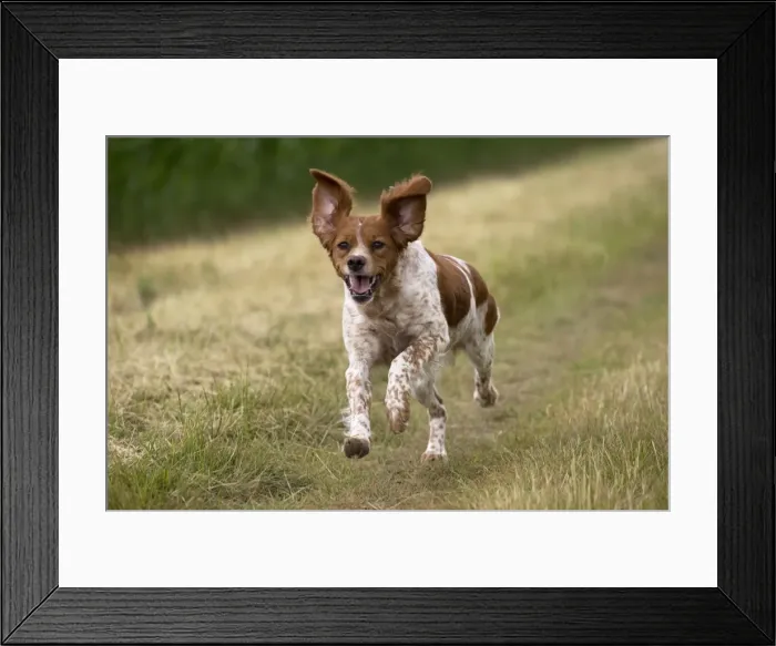 Framed Print : Picture No. 11770503 Framed Print : Picture No. 11770503