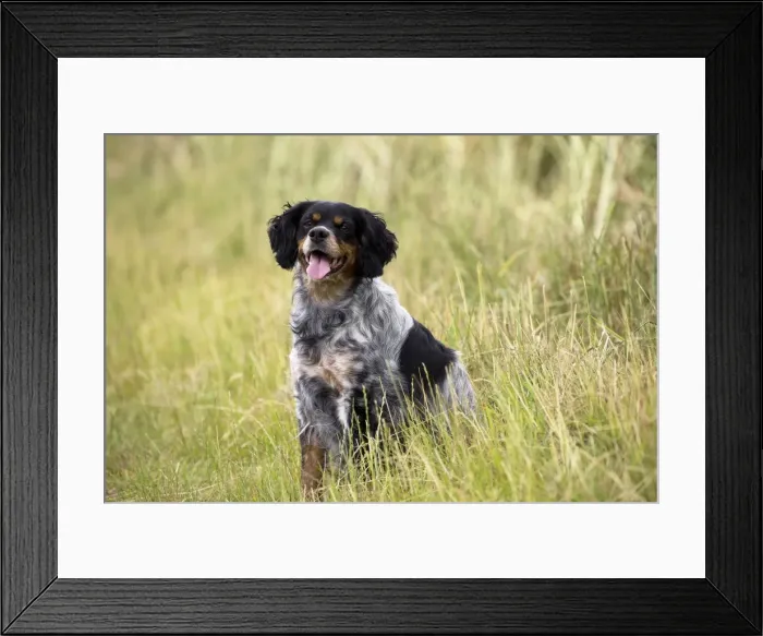Framed Print : Picture No. 11770504 Framed Print : Picture No. 11770504