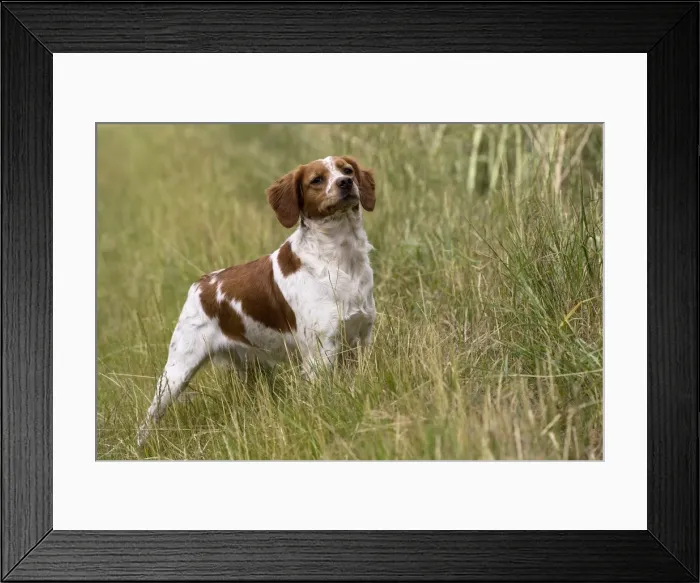 Framed Print : Picture No. 11770505 Framed Print : Picture No. 11770505