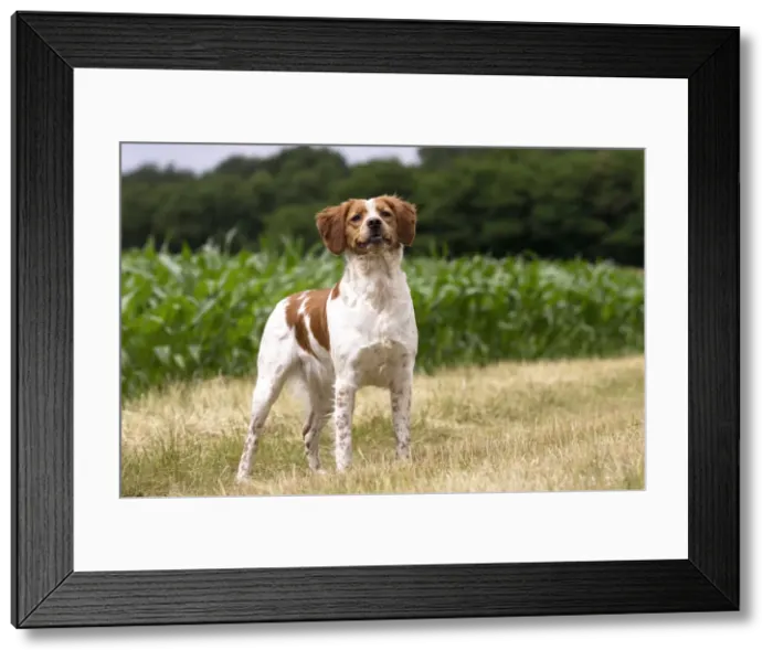 Framed Print : Picture No. 11770507 Framed Print : Picture No. 11770507