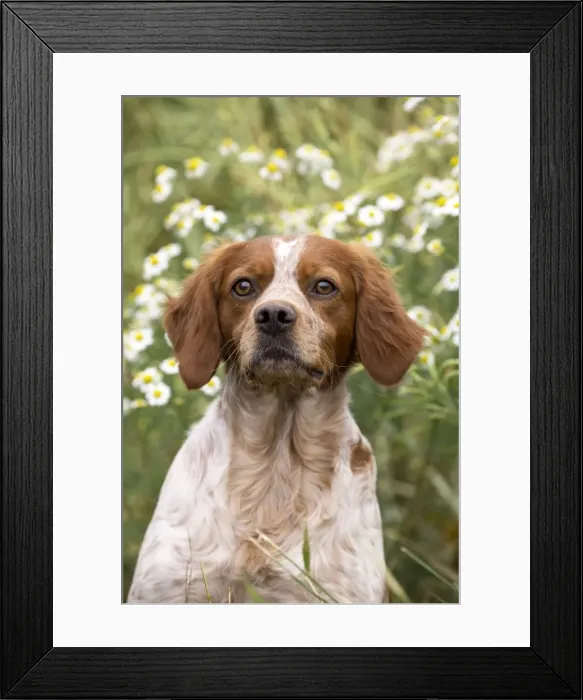 Framed Print : Picture No. 11770508 Framed Print : Picture No. 11770508