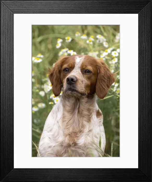 Framed Print : Picture No. 11770509 Framed Print : Picture No. 11770509