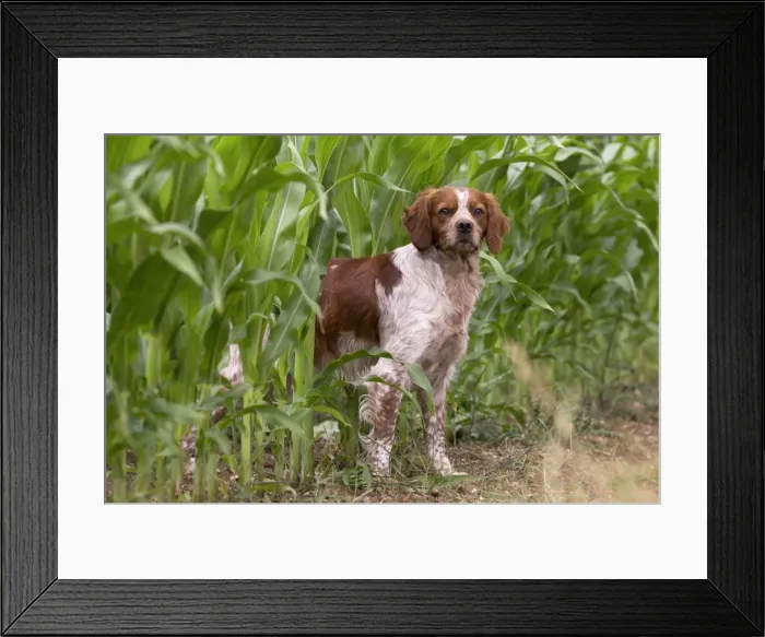 Framed Print : Picture No. 11770510 Framed Print : Picture No. 11770510