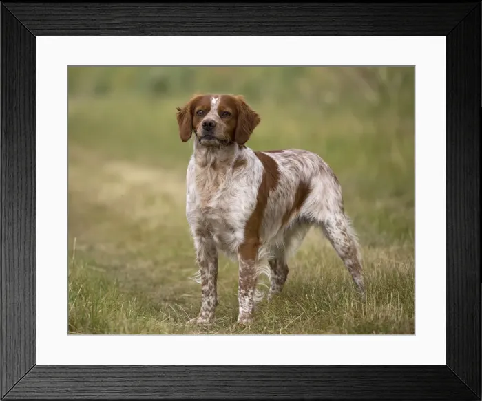 Framed Print : Picture No. 11770513 Framed Print : Picture No. 11770513